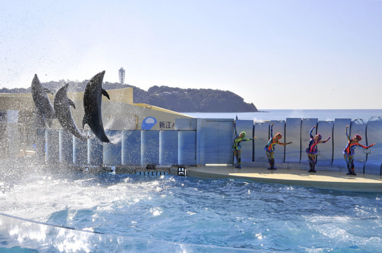 新江ノ島水族館でしか見れない8つのショープログラムの見所とは Limao